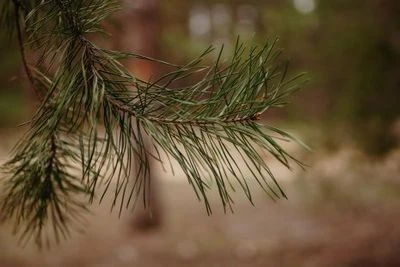 Omslagsbild för Arctic Wood AB