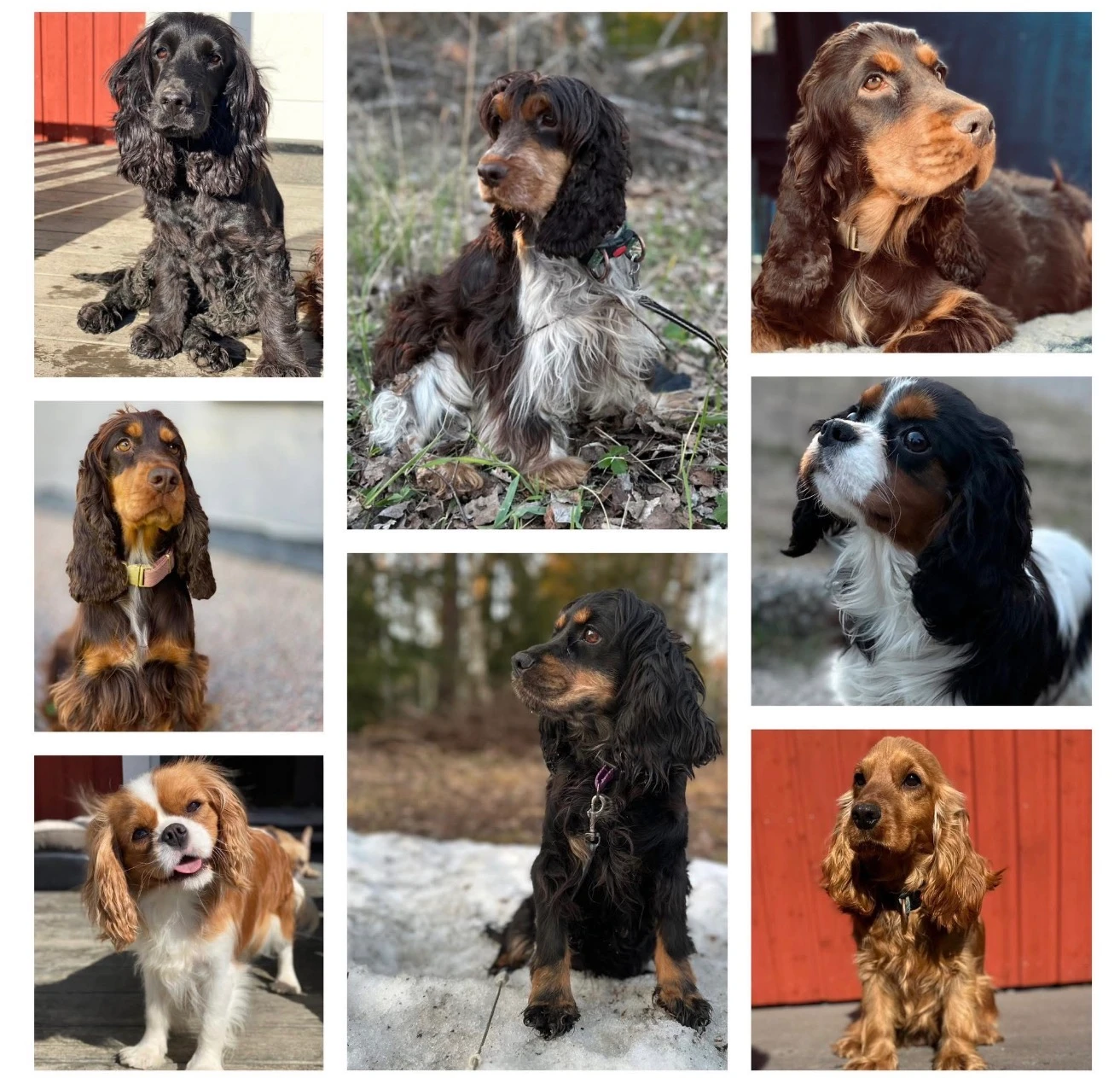 Omslagsbild för Tasspatrullens Kennel