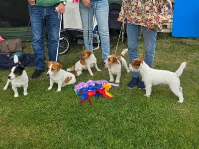 Omslagsbild för Piddelinjens Kennel 