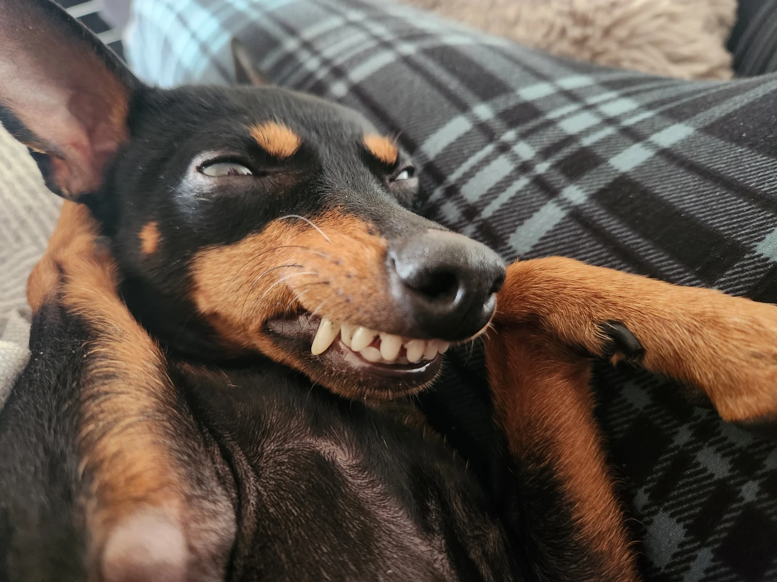 Omslagsbild för TREPES