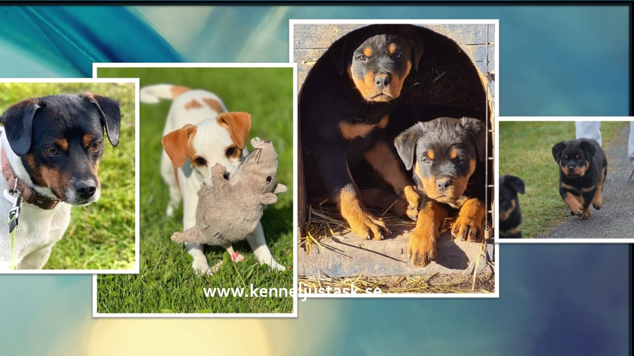 Omslagsbild för KENNEL JUST ASK