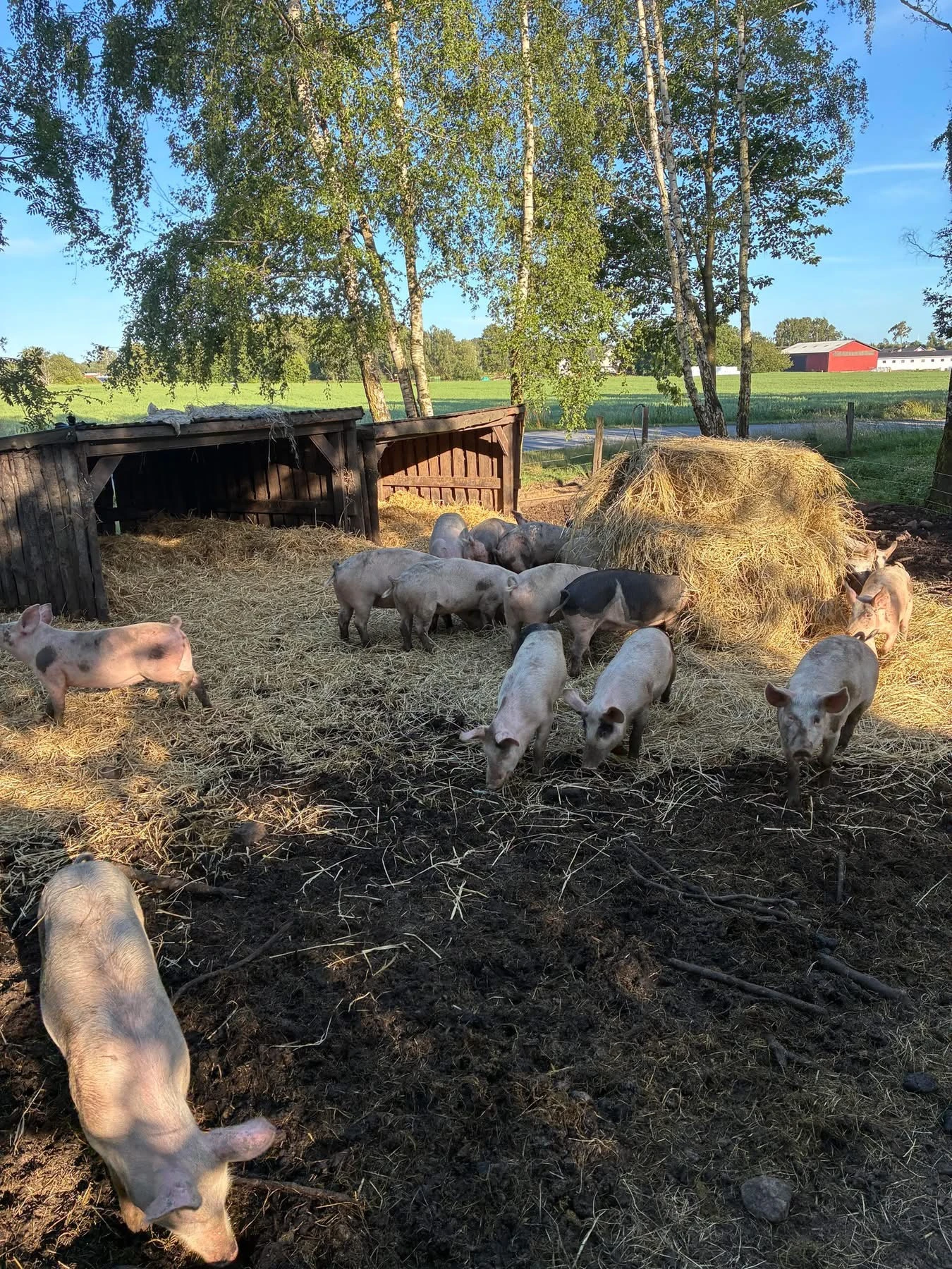 Omslagsbild för Hagens Gård AB