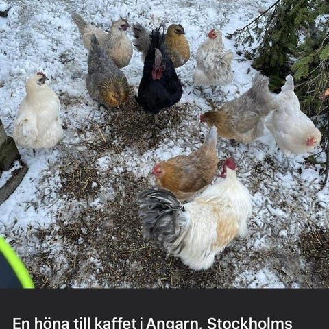 Annonsbild