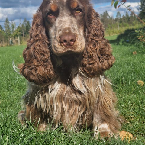 Sökes fodervärd till SKK registrerad Cocker spaniel hane | Blocket