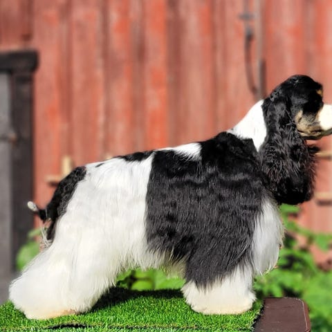 Engelsk cocker spaniel hane sökes till parning | Blocket