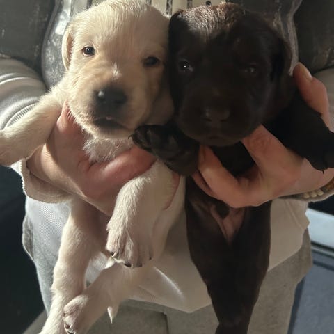 Bordercollie/ Mini aussie | Blocket