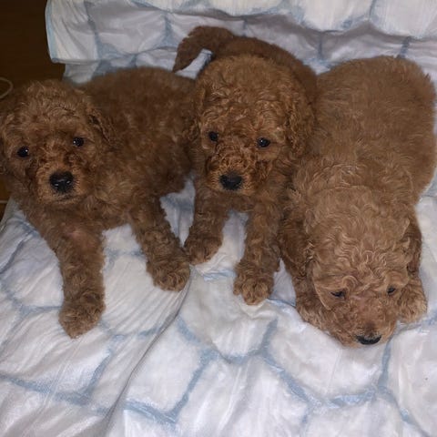 pomchipoo-blocket