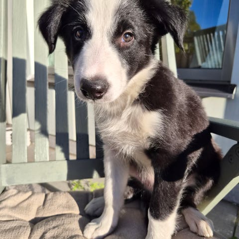 Springer Spaniel | Blocket