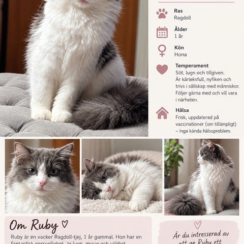 Underbara kattungar – Ragdoll / Chinchillaperser / Brittisk långhår ...