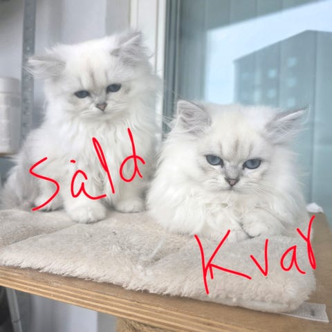 Underbara kattungar – Ragdoll / Chinchillaperser / Brittisk långhår ...