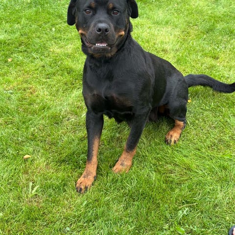 Rottweiler | Blocket