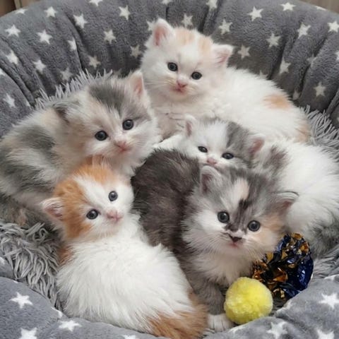 Underbara kattungar – Ragdoll / Chinchillaperser / Brittisk långhår ...