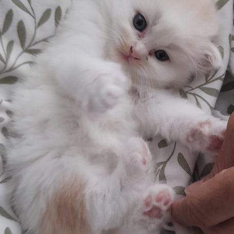 Underbara kattungar – Ragdoll / Chinchillaperser / Brittisk långhår ...