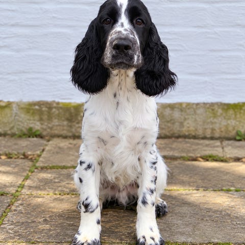 Springer Spaniel | Blocket
