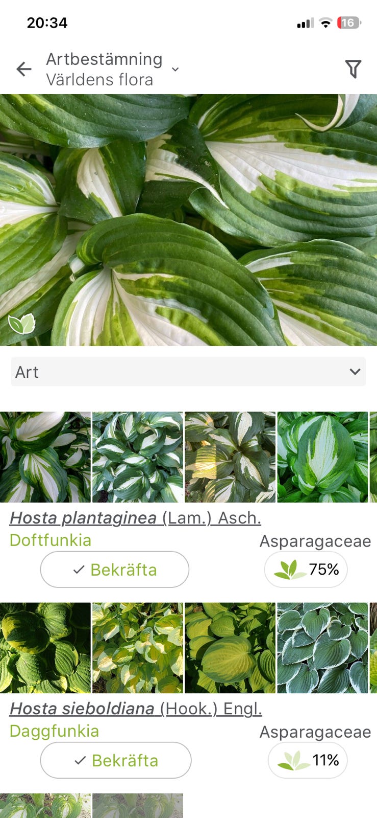 Galleribild