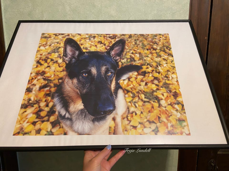 Galleribild