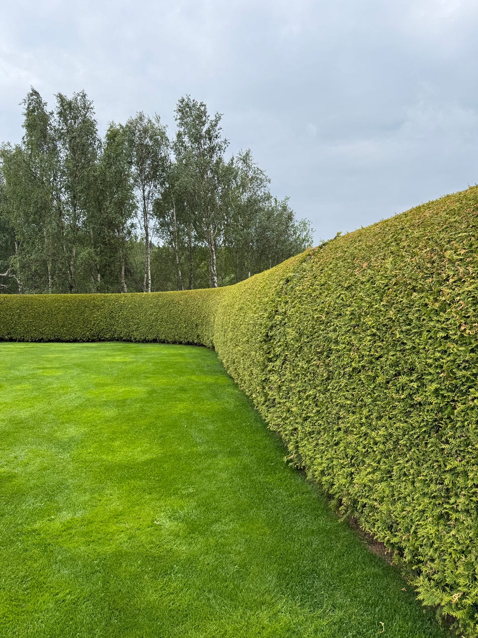 Thuja Brabant 80-100 | Blocket