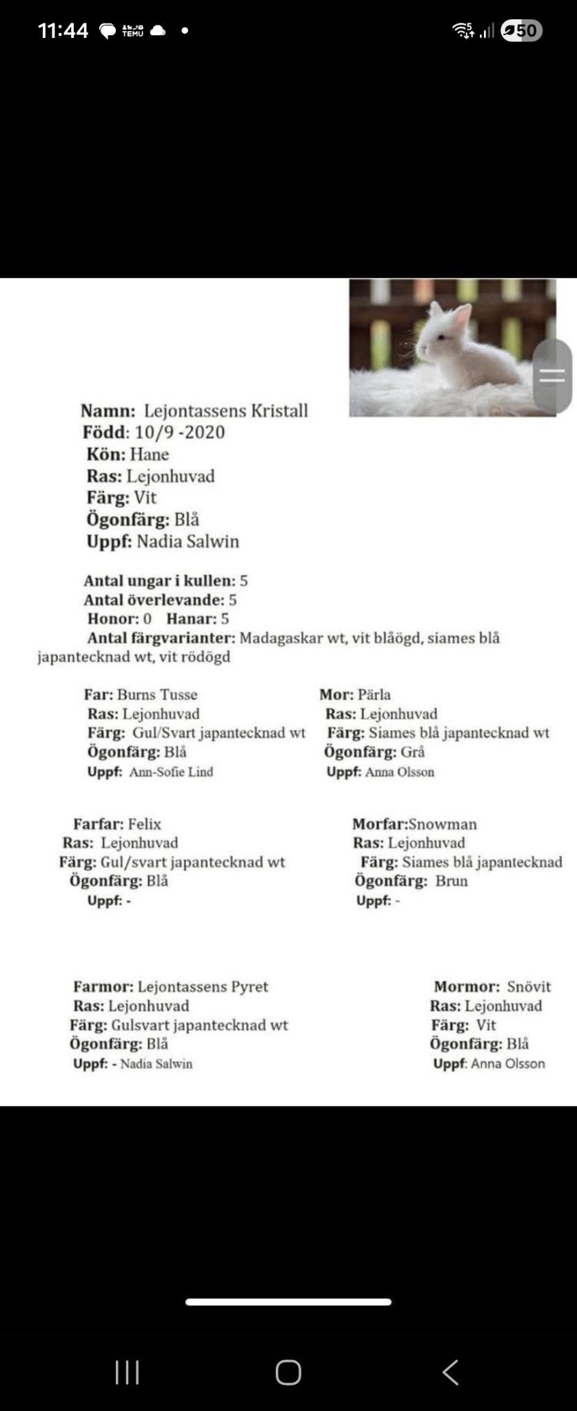 Galleribild