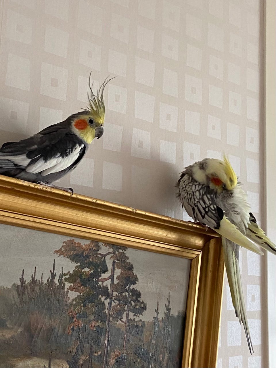 Galleribild