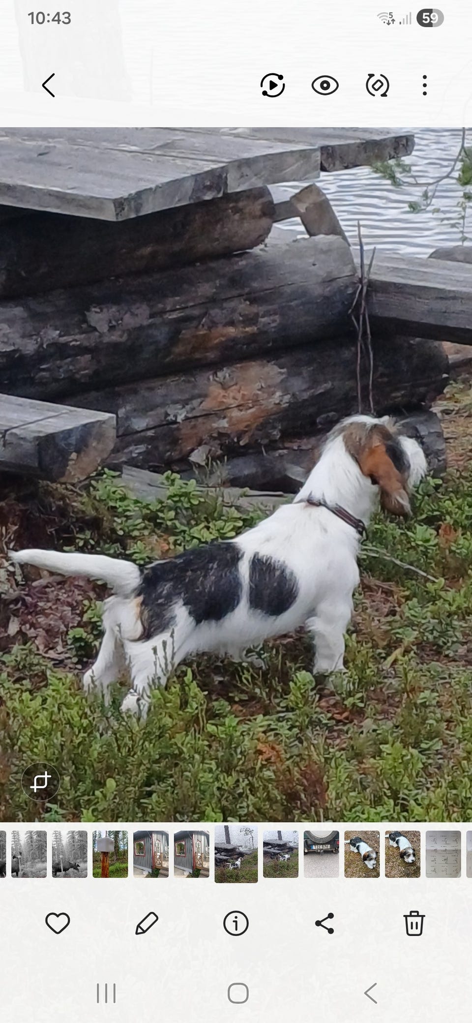 Galleribild