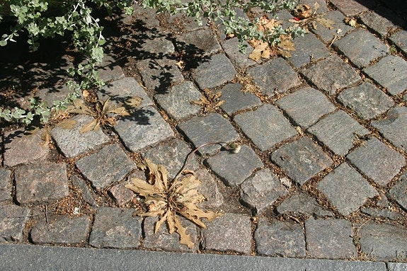 K-heat/ogräsbekämpning/sanering 3 of 5
