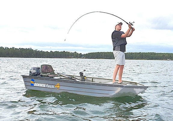 Oskwig Perch i lager, för omgående 4 of 4