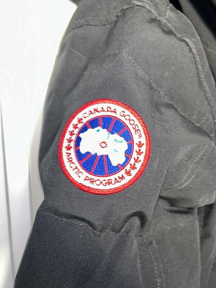 Canada goose