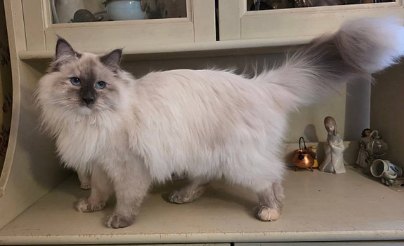 Product image 7 of 10