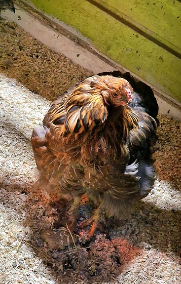 Product image 5 of 10