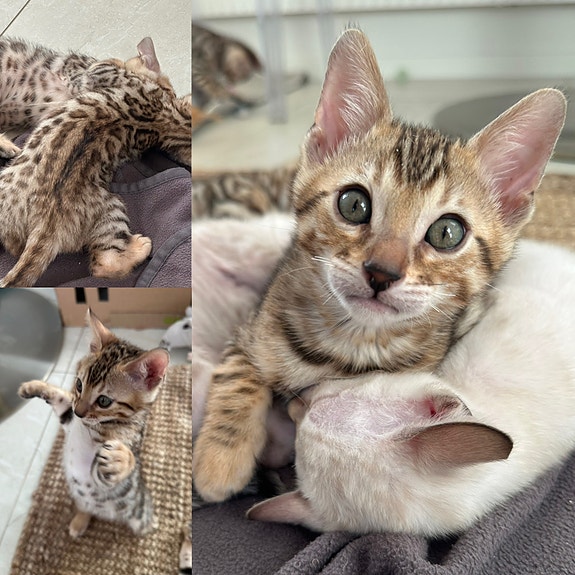 Product image 3 of 9