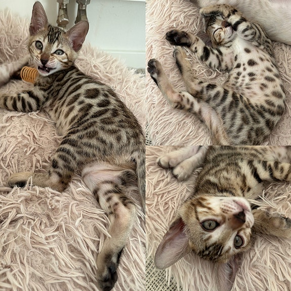 Product image 5 of 9