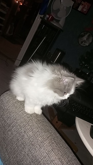 Product image 5 of 10