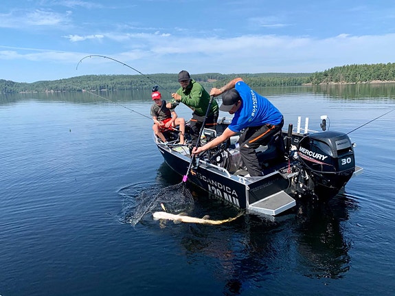 Scandica 420 ALU Suzuki 20 ATHL