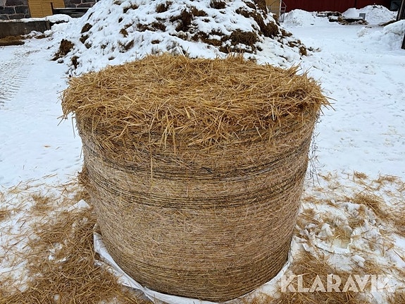 Vetehalm plastad 50 st