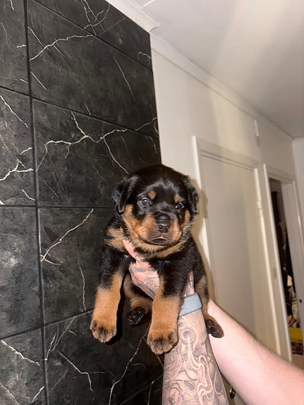 Product image 9 of 9