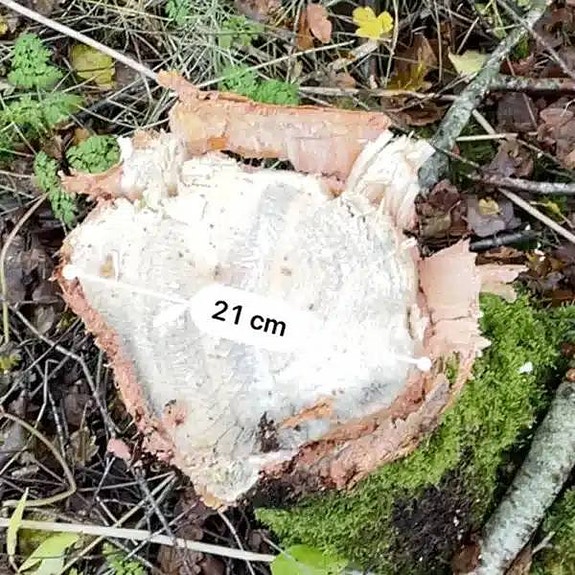 Hydraulisk Trädklippare