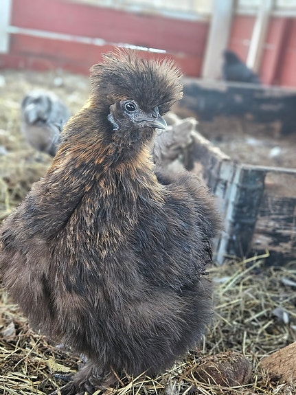 Product image 9 of 10