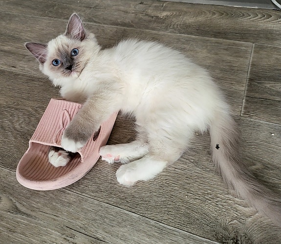 Product image 5 of 10