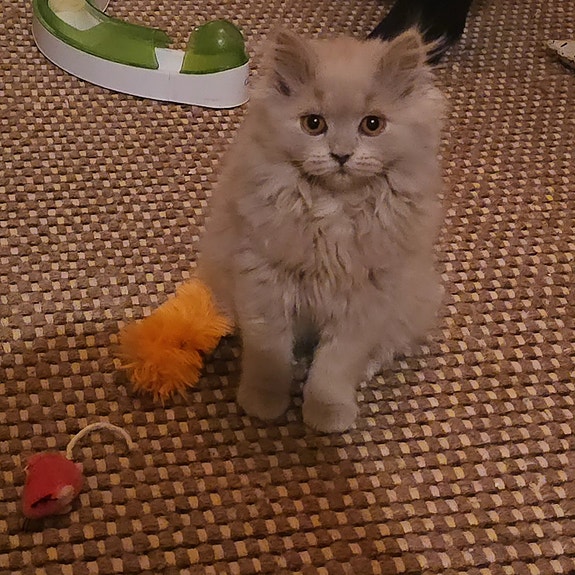 Product image 5 of 8