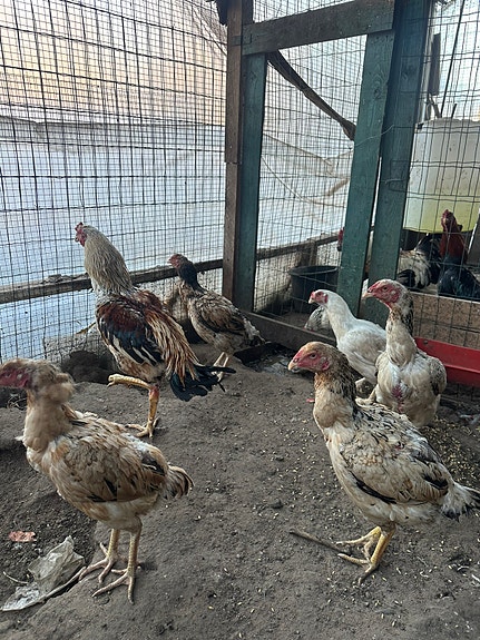 Product image 6 of 9