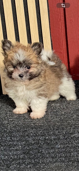 Product image 4 of 10