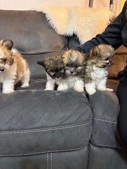 Product image 5 of 10