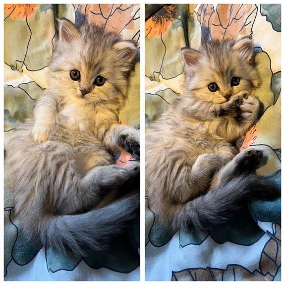 Product image 5 of 7