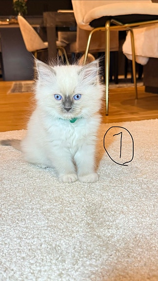 Product image 2 of 10