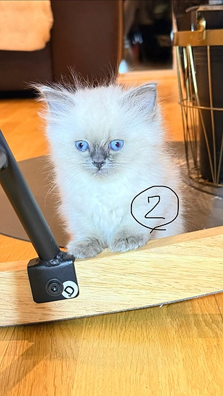 Product image 6 of 10