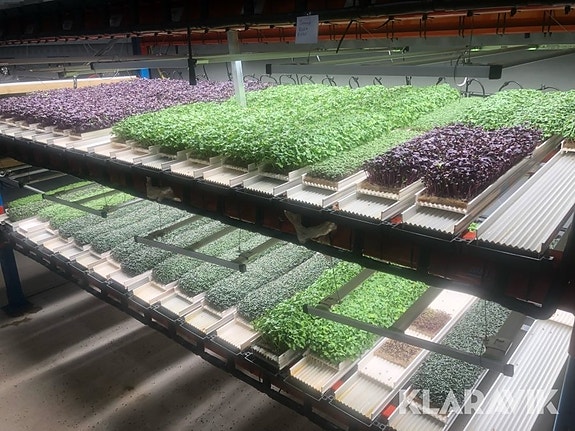 Komplett odling för microgrönt Nordamark Syst