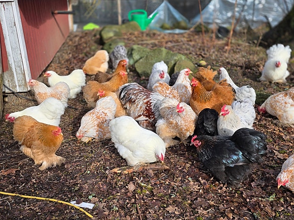 Product image 5 of 9