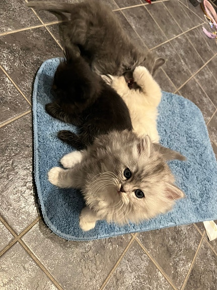 Product image 5 of 10