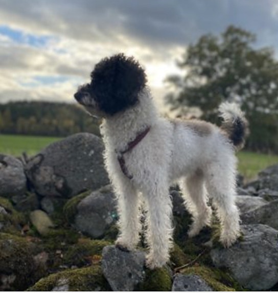 Product image 4 of 9