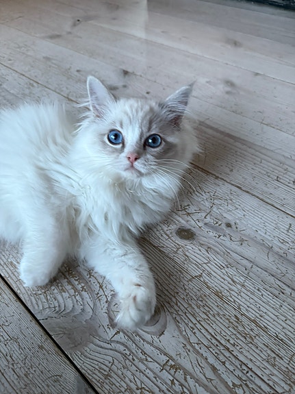 Product image 7 of 10